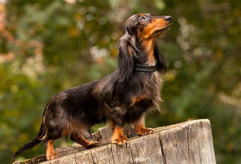 Dog Meat Armor 的图像结果