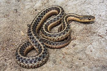 Image result for A Snake Using a Computer