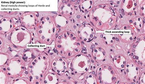 Kidney Cell