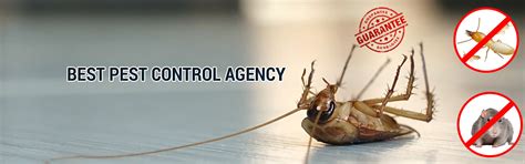 Pest Control Agency - Rex Protect Your Assets