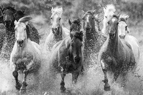 Running Horses Black And White
