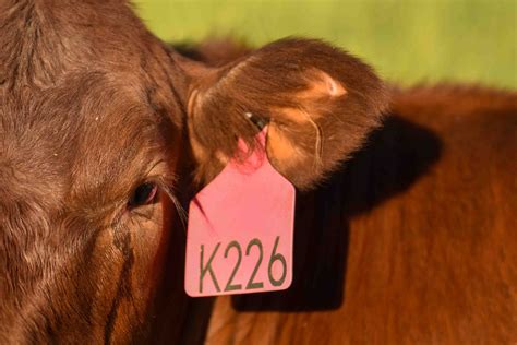 Custom Engraged Livestock Ear Tags - cattle, pigs, sheep, goats, etc ...