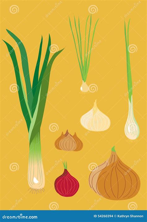 Onion family stock vector. Illustration of garlic, onions - 54260394