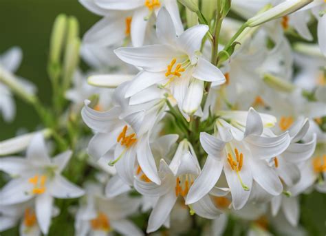 Different Types Of White Flowers