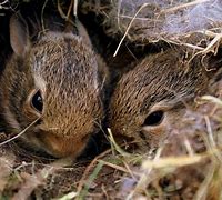 Image result for Baby Rabbits Milk