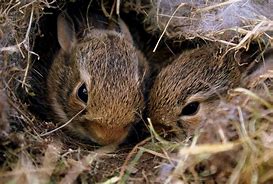 Image result for Wild Baby Rabbits Nest