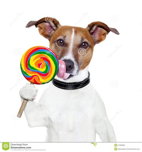 Cute Dog with Lollipop - Stock Photo