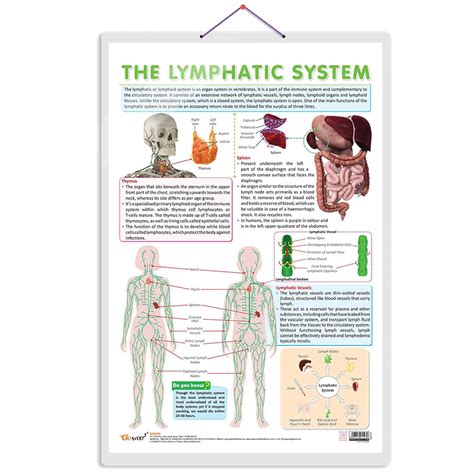 Buy THE LYMPHATIC SYSTEM CHART | Understanding Lymphatic Pathways ...