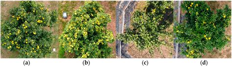 Object Detection for Yellow Maturing Citrus Fruits from Constrained or ...