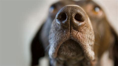 NOVA - Official Website | Dogs' Dazzling Sense of Smell