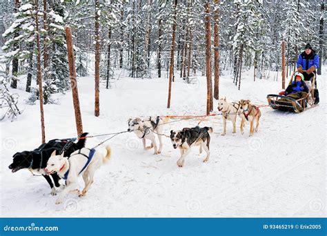 Family Riding Husky Dogs Sledge in Lapland Editorial Stock Image ...