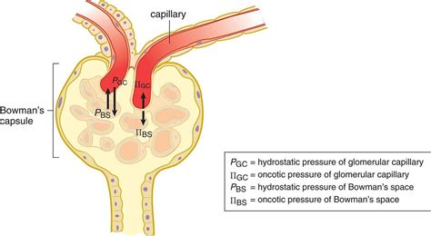 Figure 10.4. Starling Forces The relative hydrostatic and oncotic ...