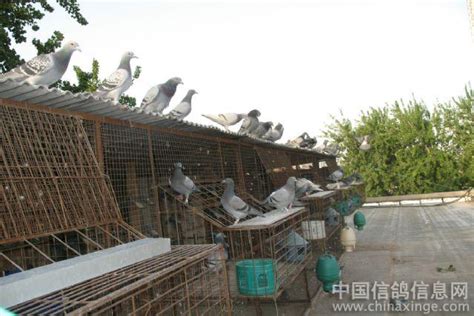 北京鸽友常贵先生的鸽舍(图)-信鸽园地-中国信鸽信息网