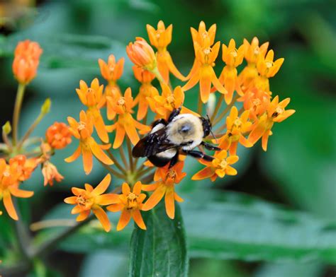 Asclepias tuberosa - butterfly weed | Lewis Ginter Botanical Garden ...