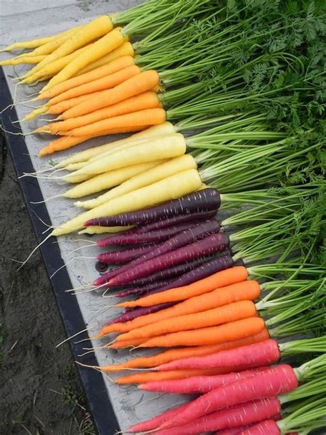 胡萝卜有几种颜色-植物说