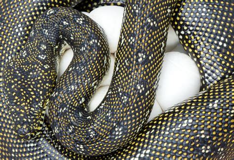 Diamond Python Care 的图像结果