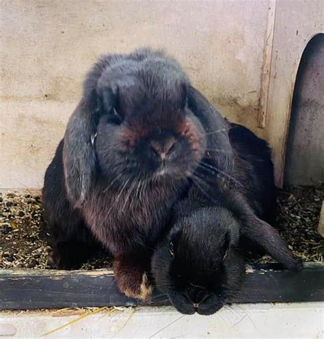 Hasen Kaninchen Kleinanzeigen | Hasen Kaninchen Annoncen | Hasen ...