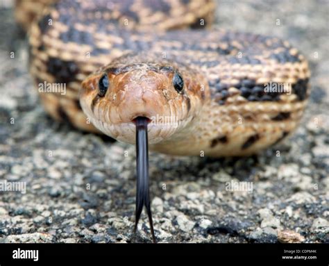 Oregon bull snake hi-res stock photography and images - Alamy