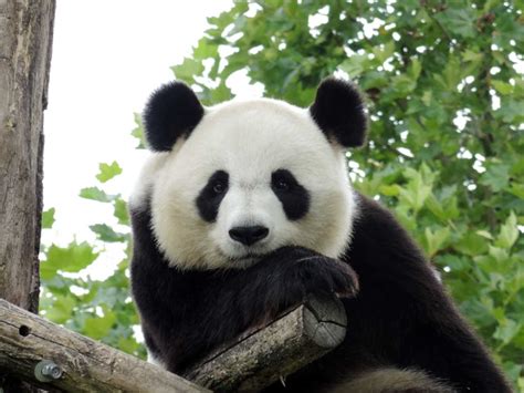 Curiosità sul panda: 10 fatti sull'animale più dolce del mondo
