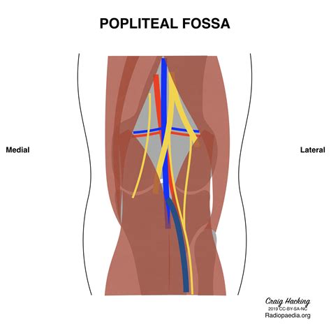 Popliteal Fossa Diagram Anatomy