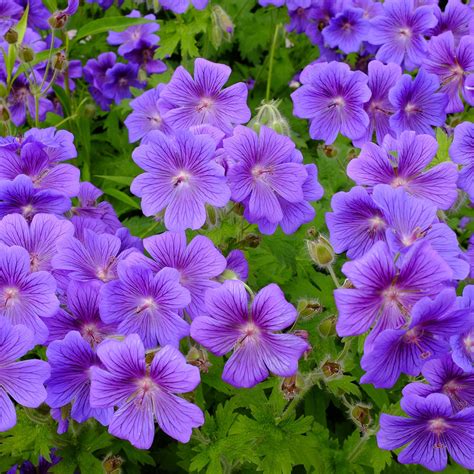 Geranium Plant