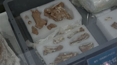 内蒙古发现36种恐龙，它们如何被发现的？这几大发现堪称世界之最_化石
