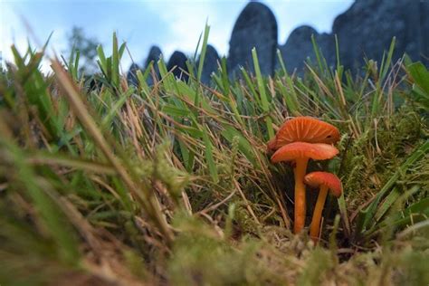 Queer Cemetery Walk: Fungi and Folklore, Cathays Cemetery, Cardiff, 25 ...
