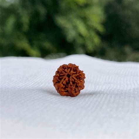 7 Mukhi Rudraksha - Nepali – Kailasha Rudraksh
