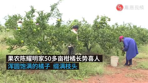 最美丰收丨果农承包50余亩橘子园，预计利润能达近10万_凤凰网视频_凤凰网
