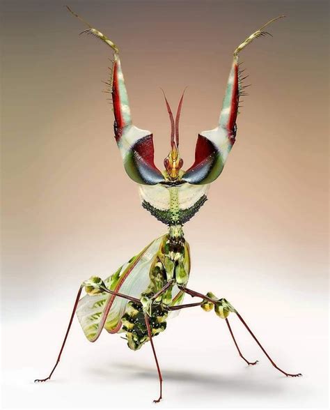 Devil Blue Orchid Mantis