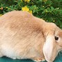 Image result for Dwarf Lop Blue Bunny