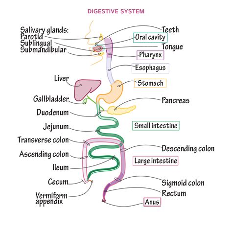 Overview Of The Digestive System Boundless Anatomy And