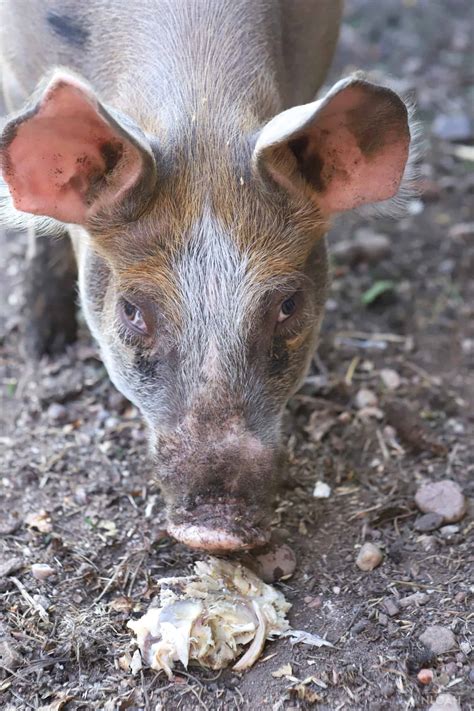 Eating Meat 的图像结果
