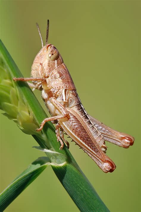 Picture of a colorful grasshopper - About Wild Animals