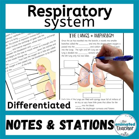 Engaging Respiratory System Worksheet Stations Differentiated