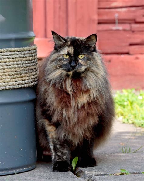 Long Hair Tortoiseshell Cat: Facts, Pictures, Genetics & FAQs
