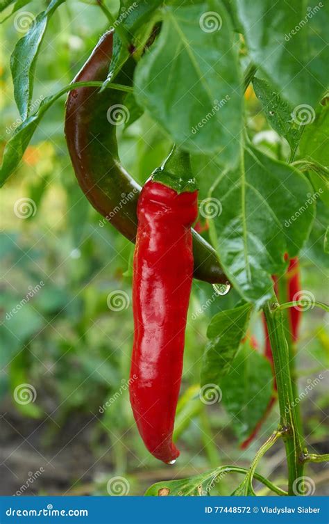 Red long hot pepper stock photo. Image of long, peppers - 77448572