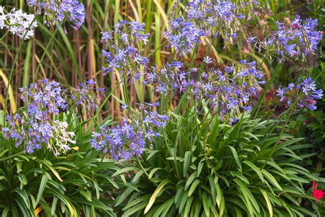 How To Plant Agapanthus From Seed at Kiara Whitworth blog