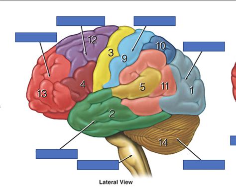 Brain Function Diagram 的图像结果