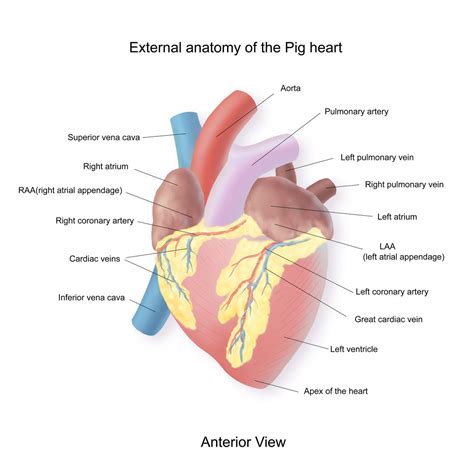 Sheep Heart Diagram Labeled