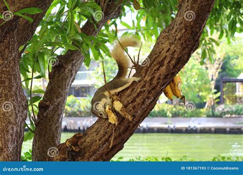 Squirrels Eating Banana Trees at Terri Kent blog