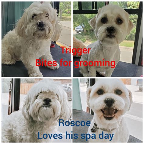 Online booking - Bark Bath and Beyond Pet Grooming