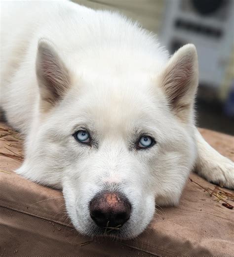 Foy Trent Dog Show: A Puptastic Event Worth Barking About! - Dog Show TV