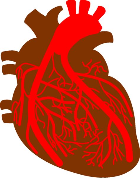 解读2012年ESC ST段抬高性心肌梗死(STEMI)治疗指南 2012_word文档在线阅读与下载_免费文档