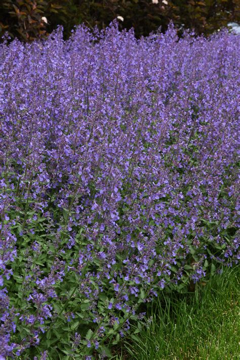 Junior Walker - Catmint - Nepeta faassenii | Proven Winners