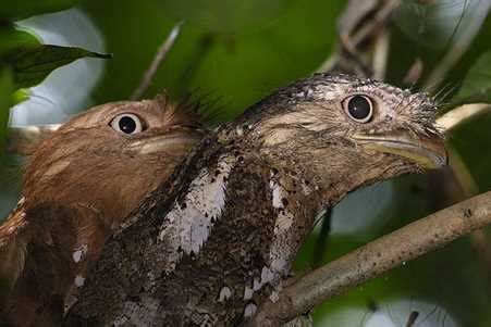 Top Wildlife Destinations in Kerala | Kerala Wildlife Tour Packages