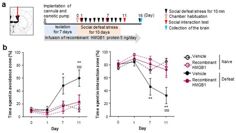 Repeated Social Defeat Stress Induces HMGB1 Nuclear Export in ...