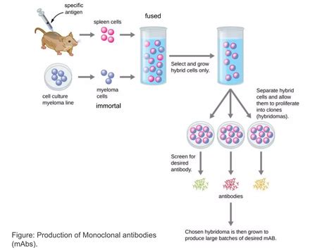 Polyclonal and monoclonal antibody production | PPT