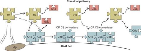 Image result for Complement System Disorders