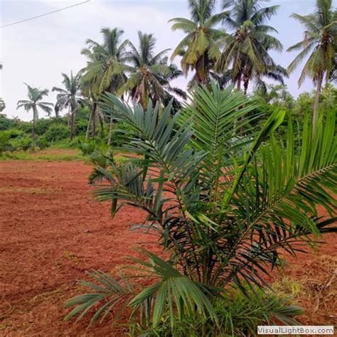 Achyuthapuram Horticulture Farm